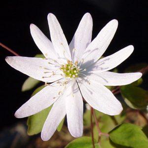thalictroides ECO Stary Night-0