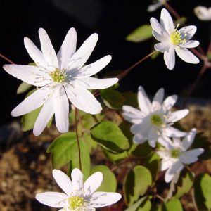 thalictroides ECO Stary Night-956