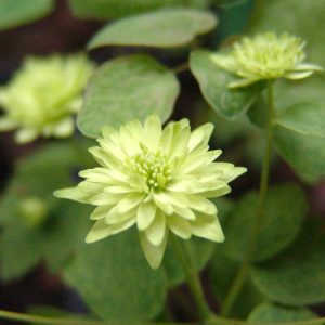 thalictroides Green Double-955