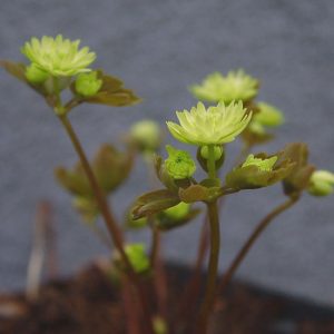 thalictroides Green Double-953