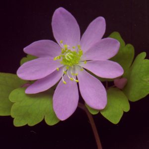thalictroides Pink Singel-0