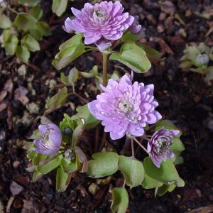 thalictroides Schoaf's Var.-943