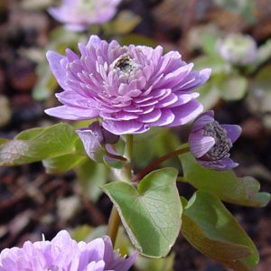 thalictroides Schoaf's Var.-0