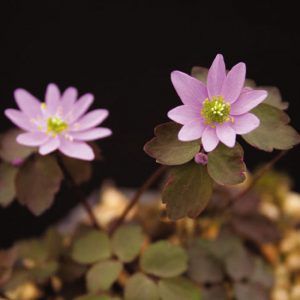 thalictroides Tairin-0