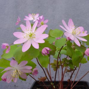 thalictroides XXL JP-0