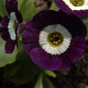 x auricula Blaues Meer-1823