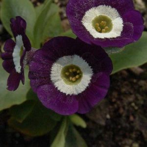 x auricula Blaues Meer-0
