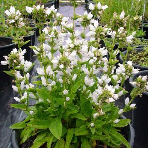 glomerata ' Alba ' -0