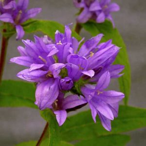 glomerata ' Dahurica ' -0