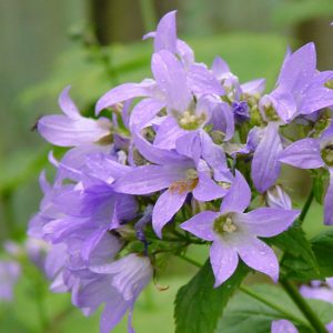 lactiflora ' Prichard '-0