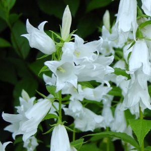 latifolia var. macrantha ' Alba '-0