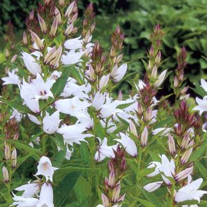 latifolia var. macrantha ' Alba '-2920