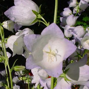 persicifolia ' Chettle Charm ' -0