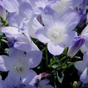 portenschlagiana ' Liselotte '-0