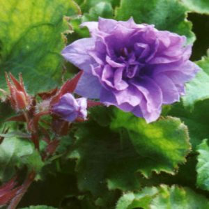 poscharskyana ' Freya´s Herbstüberraschung '-0