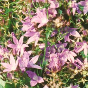 poscharskyana ' Lisduggan '-0