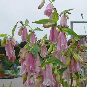 x punctata ' Morgenröte JP '-0