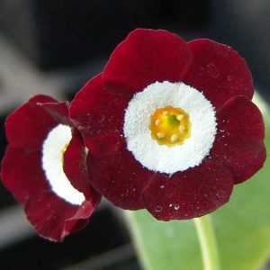 x auricula Dakota-1796