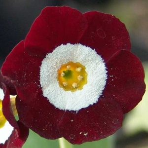 x auricula Dakota-0