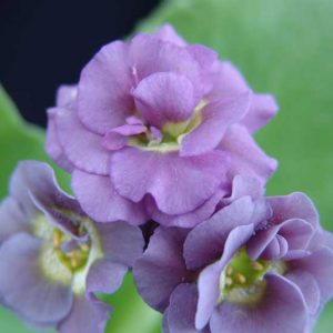 x auricula David Beckham-0