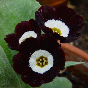 x auricula Douglas Black-1800