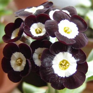 x auricula Douglas Black-1801