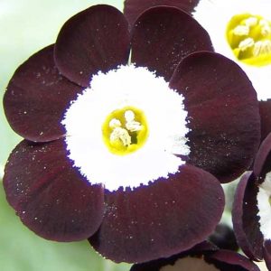x auricula Douglas Black-0