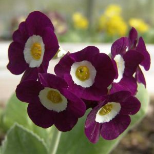 x auricula Eventide-1826