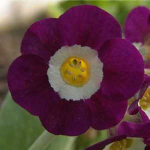 x auricula Eventide-0