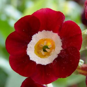 x auricula Fennay-0