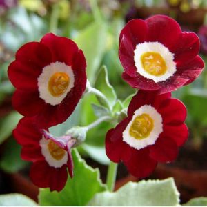 x auricula Fennay-1805
