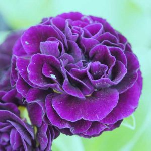 x auricula Forest Duet-0