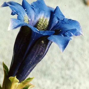 acaulis Gedanensis-0
