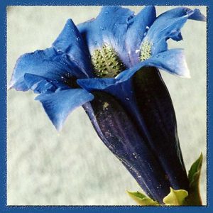 acaulis Gedanensis-1901