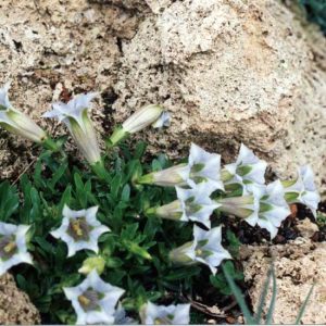 angustifolia Lichtblau -2257