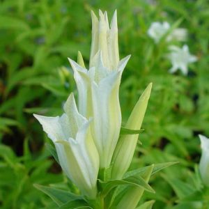 asclepiadea Alba Sämling-2366