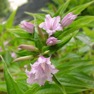 asclepiadea Rosea Sämling-0