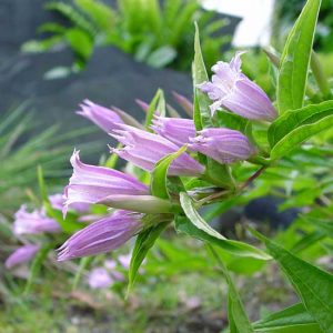 asclepiadea Rosea Sämling-2369