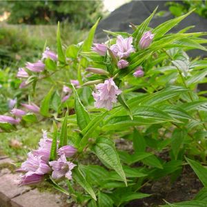 asclepiadea Rosea Sämling-2370
