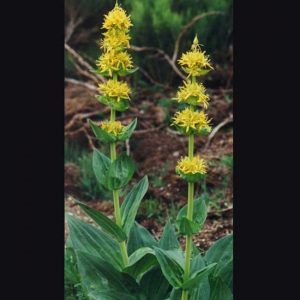 lutea-2420