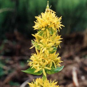 lutea-0