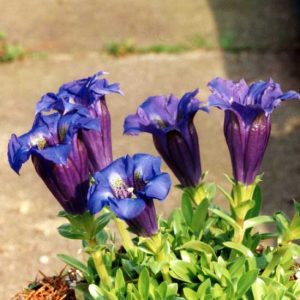 occidentalis-0