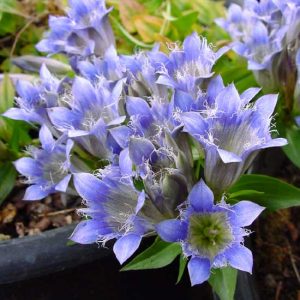 septemfida-2399