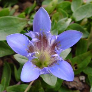 septemfida-0
