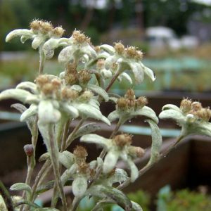 alpinum ' Eschmann '-1182