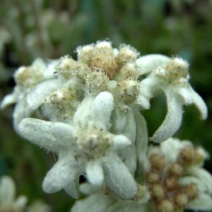 alpinum ' Eschmann '-0