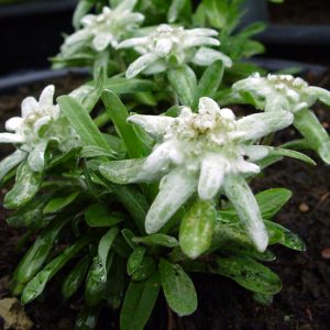 alpinum ' Moye"-0