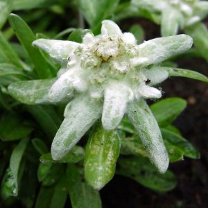 alpinum ' Moye"-1193