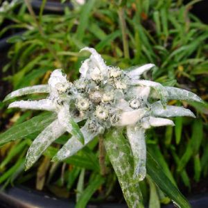 japonica ' Ohira '-0