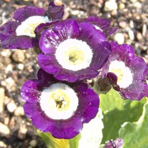 x auricula Midnight-0